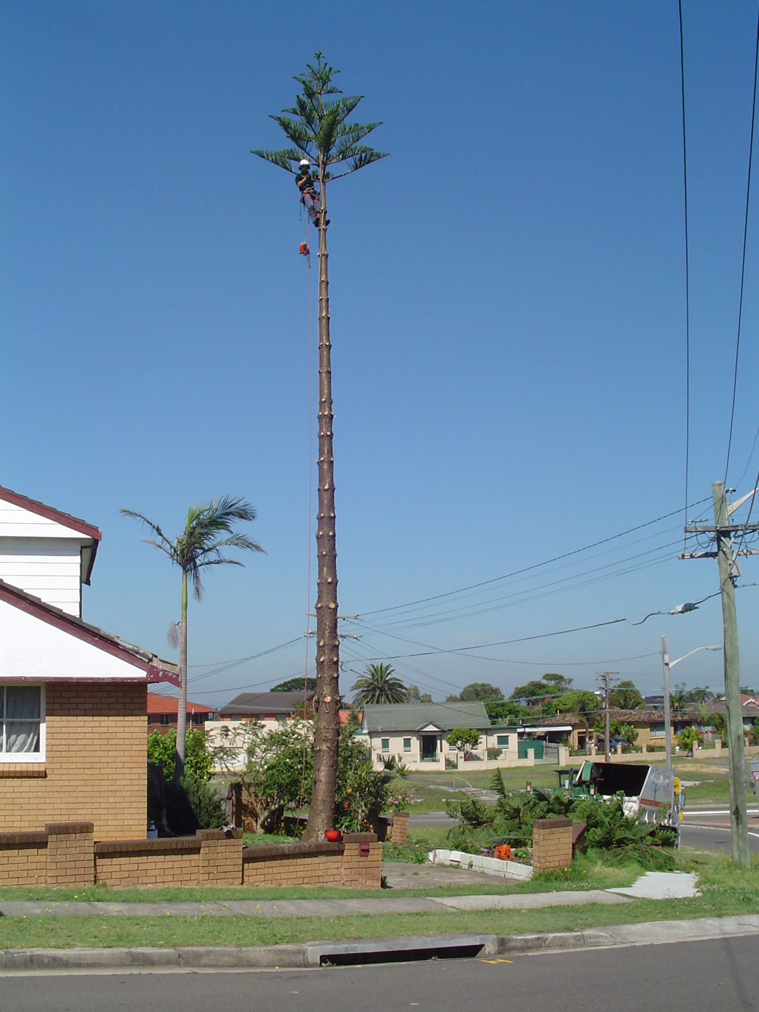 Pine tree removal in Burwood